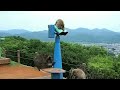 京都・嵐山モンキーパークいわたやま 2012年6月 arashiyama monkey park 猿