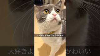 【お出迎え339日目】(    主˙꒳​˙ )‪うぃ〜#お出迎え猫