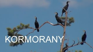 KORMORANY