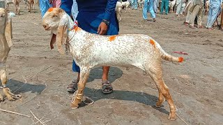 bakra Mandi 2024 makhi cheeni bakra Mandi chak madrasa bakra Mandi pakistan 03086171529