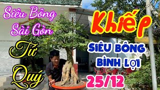 🔥25/12 ☎️ 0962769923 - THIỆN ☎️ Siêu Bông Bình Lợi gốc 4 quý, Siêu Bông Sài Gòn VIP