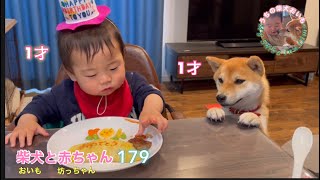 坊っちゃん一歳の誕生日おめでとう🎂🎁おいもも一緒にお祝いです♬ん？おいもはご馳走狙ってるだけ？😆笑柴犬と赤ちゃんの日常179