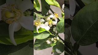 इस काम को करते ही नींबू का पौधा फलों से भर जाएगा | Lemon Plant Care