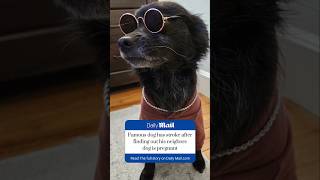 Poor dog, subscribe for an update...#shorts#fyp#news#dogs