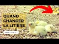 Qand changer la Litière ( copeaux ) Elevage de poulets.