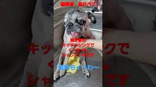 キッチンシンクでシャンプーするパグ #認知症犬 #盲目犬 #shorts