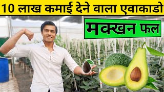 एवोकाडो की खेती से कमाये 10 लाख तक  Avocado ki kheti  Avocado Fruit Farming in India