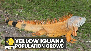 WION Climate Tracker: Yellow Iguana population on the rise | Latest World News | Top News