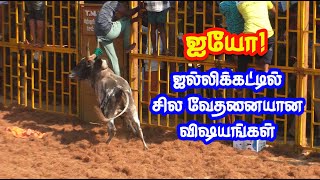 ஐயோ! ஜல்லிக்கட்டில் சில வேதனையான சில விஷயங்கள்... Tamizhan Trending