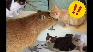 カピバラとねことふれあい！「カピねこカフェ」を満喫！