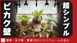 【DIY】賃貸OK、低予算、簡単でそこそこおしゃれなビカクシダとアリ植物の壁掛け植物棚を造る【アガベ・多肉】