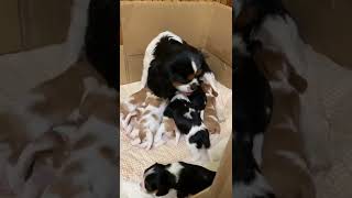 Cavalier King Charles Spaniel puppy キャバリア　８匹の子犬　生後20日目