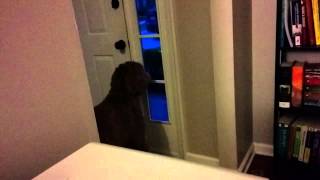 Barking at the new neighbors.