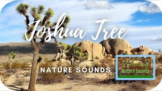 🏕️ Joshua Tree National Park USA California Sounds for Stress Relief, Study | Relaxing Nature Sounds