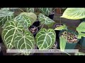 reviews of rare plant cafe singsing greenhouse tour albo monstera anthurium etc.