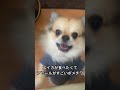 チワワ ポメラニアン ポメチワ チワポメ chihuahua pomeranian dog fyp shorts