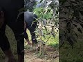 harvesting the mango plant mango plants nature village farming shorts subash youtubeshorts