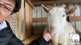 A goat who wants you to touch his cheek