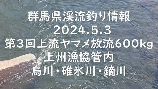 群馬県渓流釣り情報　2024.5.3　上流ヤマメ放流　上州漁協管内　烏川・碓氷川・鏑川