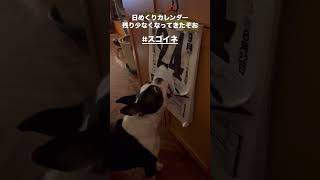 日めくりカレンダーめくるお仕事する犬 #ボストンテリア