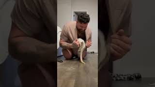 Baby Kangaroo Jumps into Guy's Shirt