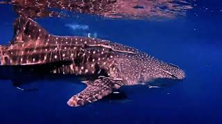 Private open water license with whale shark @saramumi1973