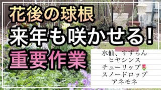 【ガーデニング】花後の球根どうする？/球根を来年も咲かせる重要作業/水仙花後/アネモネ花後/チューリップ花後/ヒヤシンス花後/スノードロップ花後/スズラン花後/ガーデニング vlog/暮らしのvlog