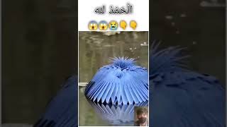 Most Union Bird In the World 😱 Subhan Allah - Miracle of Allah #islam #allah #shorts