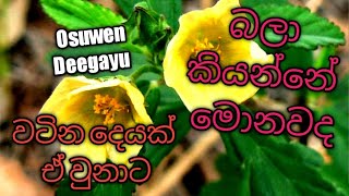 බැබිල ගැන ඇත්තටම  වටිනා   විස්තරයක් දැන ගමු babila (sida)