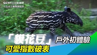 「貘花豆」見客囉！戶外初體驗　穿「童裝」可愛度破表｜娛樂星世界