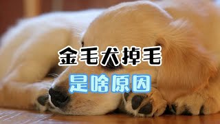 金毛犬掉毛的原因，你还不知道？