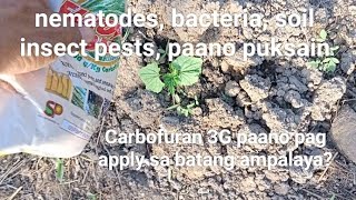 Carbofuran pamuksa sa nematodes,bacteria sa ampalaya.