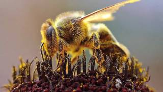 Science in Action: Honey Bee Health | California Academy of Sciences