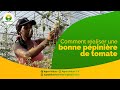 AGRICULTURE : Comment faire une bonne pépinière de tomate ?