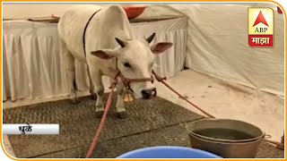 height Cow Attraction in Dhule Agri expo Special Short