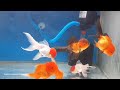 শীতকালের জন্য সেরা কিছু রঙিন মাছ ।। episode 2 ।।top 5 aquarium fish without heater in winter