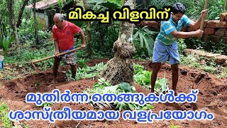 തെങ്ങ് കൃഷി(part 4) # മുതിർന്ന തെങ്ങുകൾക്കുളള വളപ്രയോഗം