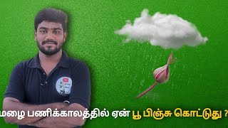 பூ பிஞ்சு ஏன் கொட்டுது அது நிறுத்த வழி என்ன? reason behind the science