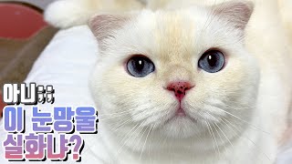 (Eng) 호수 같은 눈망울을 가진 고양이 순무랑 아이콘택트 해보실래요? Sky blue eyes cat