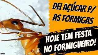 🟠 FORMIGAS COMENDO AÇÚCAR 🐜 👉 Nos Mínimos Detalhes