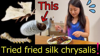 #4 Tried fried silk chrysalis! 【mogumogutomoko】【silkchrysalis】