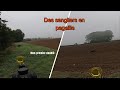 Tire de sangliers  en battue au maïs ( une journée incroyable )