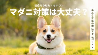 【危険】犬のノミ・マダニ駆除、フィラリア症予防について解説します！