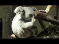 my name is azuma koala 赤ちゃんアズマ！コアラ　tama zoological park