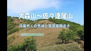 大森山～佐々連尾山～大ブナの駄場