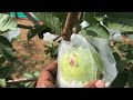 👌తైవాన్ వైట్ కలర్ జామ పంట . वीएनआर ताइवान सफेद अमरूद. vnr taiwan white guava horticulture