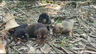 we found a litter of adorable and poor puppies lost from their parents, hungry and thirsty for miik.