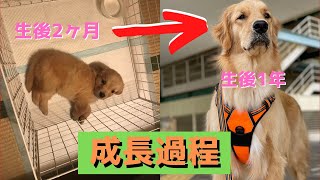 ゴールデンレトリバーの子犬！パピー期成長過程【生後2ヶ月〜のゴールデンレトリバーレオ】