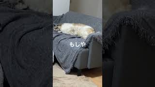 犬の寝言