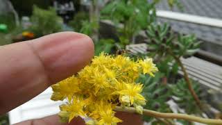 多肉植物の花はヒラタアブの好物！